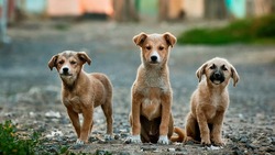 Собаки из пансионата временного содержания обретут дом 6 октября