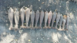 Пастух обнаружил в яру 14 миномётных мин