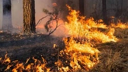 Особый противопожарный режим введён на территории Белгородской области