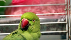 Жительница Губкина купила детям попугая на украденные деньги