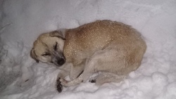 Жители Губкина смогли спасти умирающую бездомную собаку с помощью соцсетей