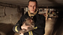 Пожарные спасли кошку в Губкине