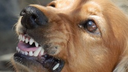 Бешеная собака на детской площадке в Белгороде стала причиной карантина