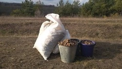 Более 8,3 тонн семян лесных растений собрали в Белгородской области