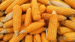Двое старооскольцев нелегально вывезли с поля семь тонн кукурузы