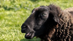 Двое губкинцев украли барана и овцу