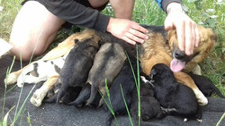 Житель Губкина вытащил из щели в асфальте 9 новорождённых щенков