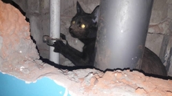 Спасатели извлекли кошку из вентиляционной шахты в Разумном