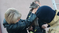 Спасатели сняли кота с высоты в Аверино