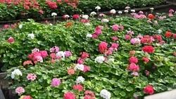 Василий Голиков и Галина Колесникова поздравили работников бытового обслуживания и ЖКХ с праздником