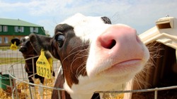 Белгородская область произвела более 560 тысяч тонн молока за последние 9 месяцев 