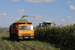 Губкинские аграрии показывают отличные результаты на уборке кукурузы