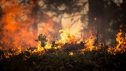 Власти установили особый противопожарный режим на территории Губкинского городского округа