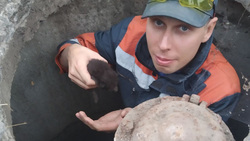 Сотрудники МЧС спасли котят из канализационного люка