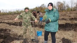Посадка деревьев в рамках Всероссийской акции «Сохраним лес» прошла в Губкинском городском округе
