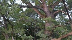 200-летний белгородский дуб борется за звание «Российского дерева года»