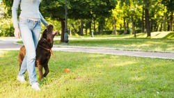 Власти планируют построить площадку для выгула собак в Губкине
