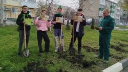 Губкинские гимназисты: сажаем память, растим будущее