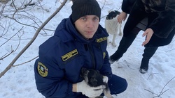 Спасатели помогли провалившемуся в люк щенку в Белгороде