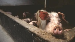 Губкинская межрайонная ветстанция предупредила о распространении вируса африканской чумы свиней