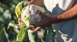 Минсельхоз Белгородской области рассказал об условиях участия в конкурсе «Агростартап» в 2025 году
