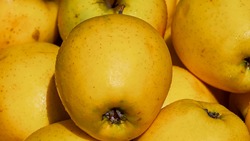 Власти Губкина проверили качество яблок в школьных столовых