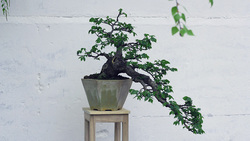 Выставка миниатюрных деревьев бонсай пройдёт в Старом Осколе