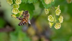 Департамент АПК разберётся с проблемой массовой гибели пчёл в Белгородской области