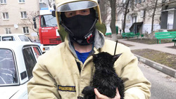 Сотрудники МЧС спасли кота в Губкине