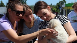 Благодаря гранту Металлоинвеста губкинские волонтёры простерилизуют 20 бездомных животных