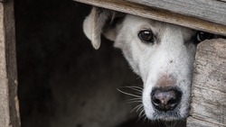 Белгородец заплатит 20 тысяч за убитую собаку