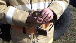 Белгородский пожарный спас зайчонка из огня