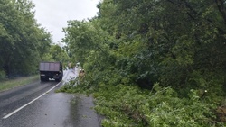 Непогода повалила деревья в Старом Осколе и Губкине