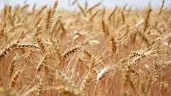Сев ячменя и яровой пшеницы завершился в Белгородской области