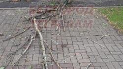Дерево упало на женщину с ребёнком в Белгороде
