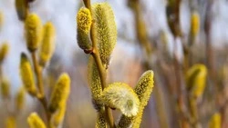 Вербное воскресенье: встреча Царя смирения