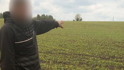 Житель Губкина вырастил коноплю на кукурузном поле