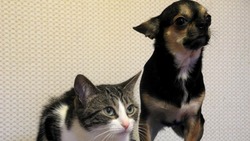 Ветеринары посоветовали беречь животных в праздники