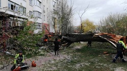 Непогода повалила деревья в Белгороде и Шебекино