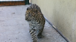 Новый обитатель появился в белгородском зоопарке