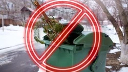 Власти напомнили губкинцам об утилизации ёлок и сосен после праздников