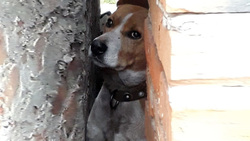 Спасатели извлекли зажатую между стен собаку в Томаровке