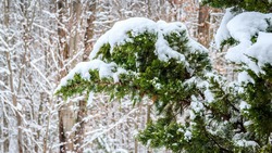 Первый снег придёт в Белгородкую область уже в выходные
