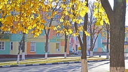 Листья жёлтые над городом кружатся… Золотая осень затянулась в Белгородской области