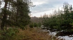В Белгородской области увеличилась площадь лесов благодаря реализации нацпроекта «Экология»