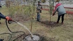 Сотрудники «Губкин-Зеленстрой» начали высадку молодых саженцев деревьев и кустарников