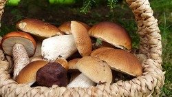 Сотрудники ГО и ЧС Губкинского городского округа рассказали о правилах безопасного собирания грибов 