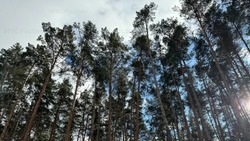 Температура воздуха днём 27 февраля достигнет 5 градусов мороза